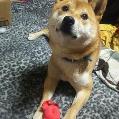 僕、番犬出来ます - 美濃加茂市