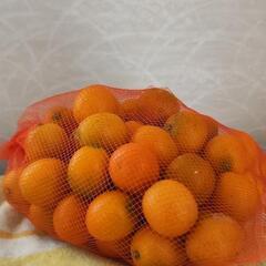 決まりました。３月１日までの投稿。鹿児島県産　きんかんの画像