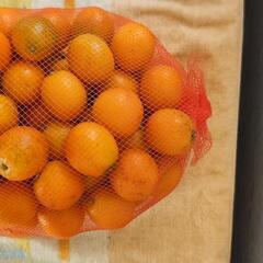 決まりました。３月１日までの投稿。鹿児島県産　きんかんの画像