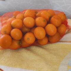 決まりました。３月１日までの投稿。鹿児島県産　きんかんの画像