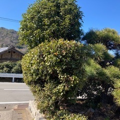 松の木など庭木の画像