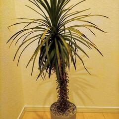 【お取引中】ユッカ デスメティアーナ 耐寒性耐暑性あり 地植え ...
