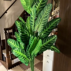 インテリアフィクグリーンの画像