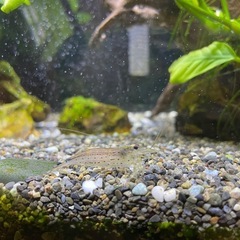 【交渉中】ヤマトヌマエビの画像