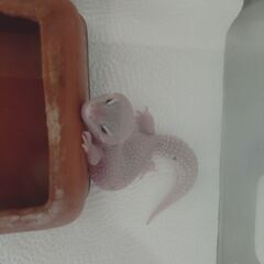 ヒョウモントカゲモドキ　ブリザード（♀）