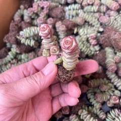 多肉植物 エケベリア 韓国苗の画像