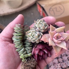 多肉植物 エケベリア 韓国苗の画像