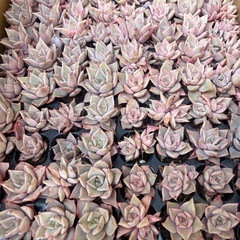 多肉植物 エケベリア 韓国苗の画像