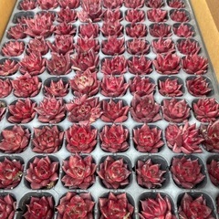 多肉植物 エケベリア 韓国苗