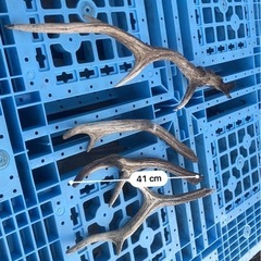 限定値下げ　
愛犬のご褒美　鹿角オーダーカット の画像