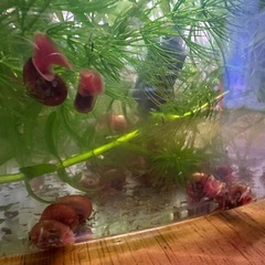 レッドラムズホーン あげます
