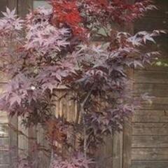 猩々野村モミジ🍁　2m程　紅葉の木 レア