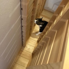 シングルベッド用すのこの画像