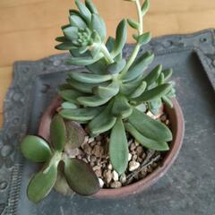 多肉植物　成金草　お金のなる木の画像