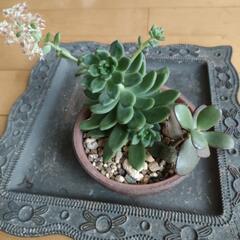 多肉植物　成金草　お金のなる木
