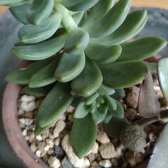 多肉植物　成金草　お金のなる木の画像