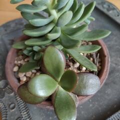 多肉植物　成金草　お金のなる木の画像