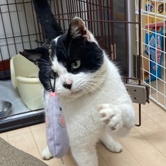 【トライアル決定致しました】ハチワレ　えいとくん　推定4歳　おっとりさんな男の子 - 猫