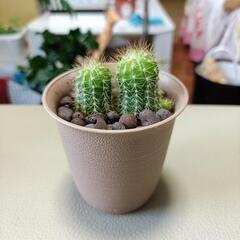 サボテン　観葉植物　プラスチック鉢