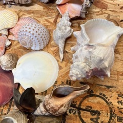 貝 貝殻 巻貝 シェルの画像