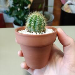 サボテン　観葉植物　素焼き鉢の画像