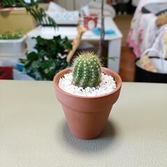 サボテン　観葉植物　素焼き鉢