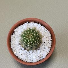 サボテン　観葉植物　素焼き鉢の画像