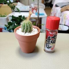 サボテン　観葉植物　素焼き鉢の画像