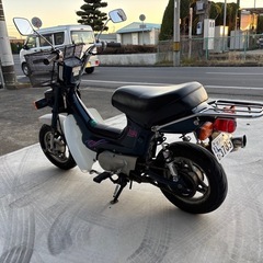 角目シャリー CF50の画像