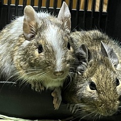 デグーマウス 「メス / 2匹」