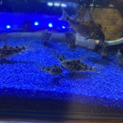青コリコリドラスパレアタス
