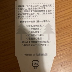 観葉植物 グリーン エレガンス アラレアの画像