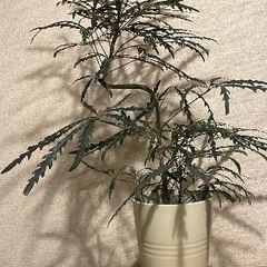 観葉植物 グリーン エレガンス アラレア