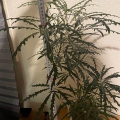 観葉植物 グリーン エレガンス アラレアの画像