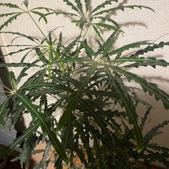 観葉植物 グリーン エレガンス アラレアの画像