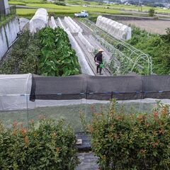 家庭菜園を楽しみたい方　募集します