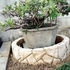 盆栽　ガジュマル