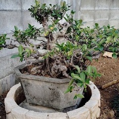 盆栽 ガジュマル