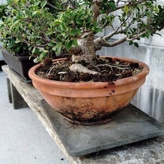 ガジュマル 盆栽