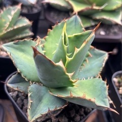 アガベ青葉セット5株➕おまけの画像