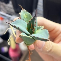 アガベ青葉セット5株➕おまけの画像