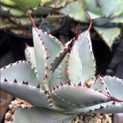 アガベ青葉セット5株➕おまけの画像