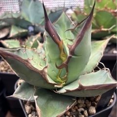 アガベ青葉セット5株➕おまけの画像