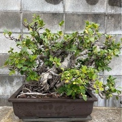 ガジュマル　盆栽