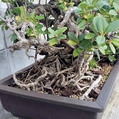 ガジュマル　盆栽の画像
