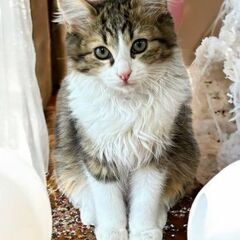 ３月8日（土）🏵️🌟ひな祭り🌟🏵️三鷹で猫の譲渡会　キジ白長毛　...