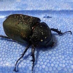 コーカサスオオカブト