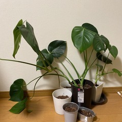 【無料】観葉植物　マドカズラ　