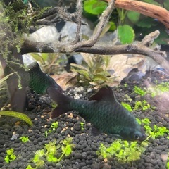 熱帯魚アクアリウム水草流木水槽