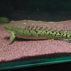 ポリプテルスの画像